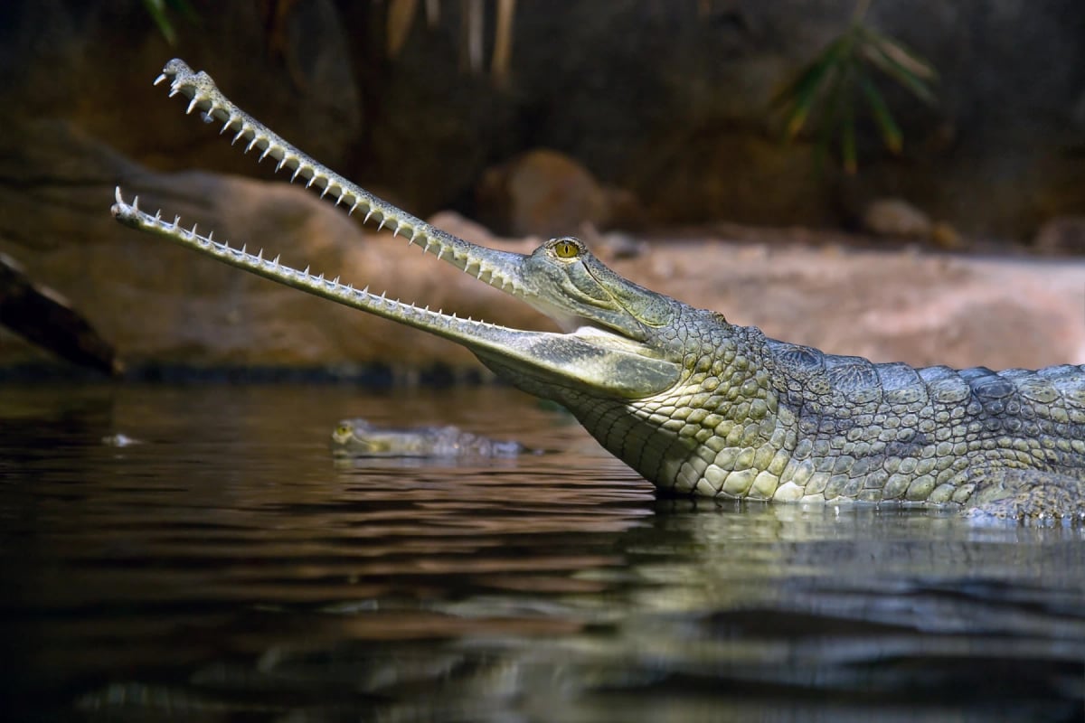 Photo by riskms on iStock Gavial en la naturaleza