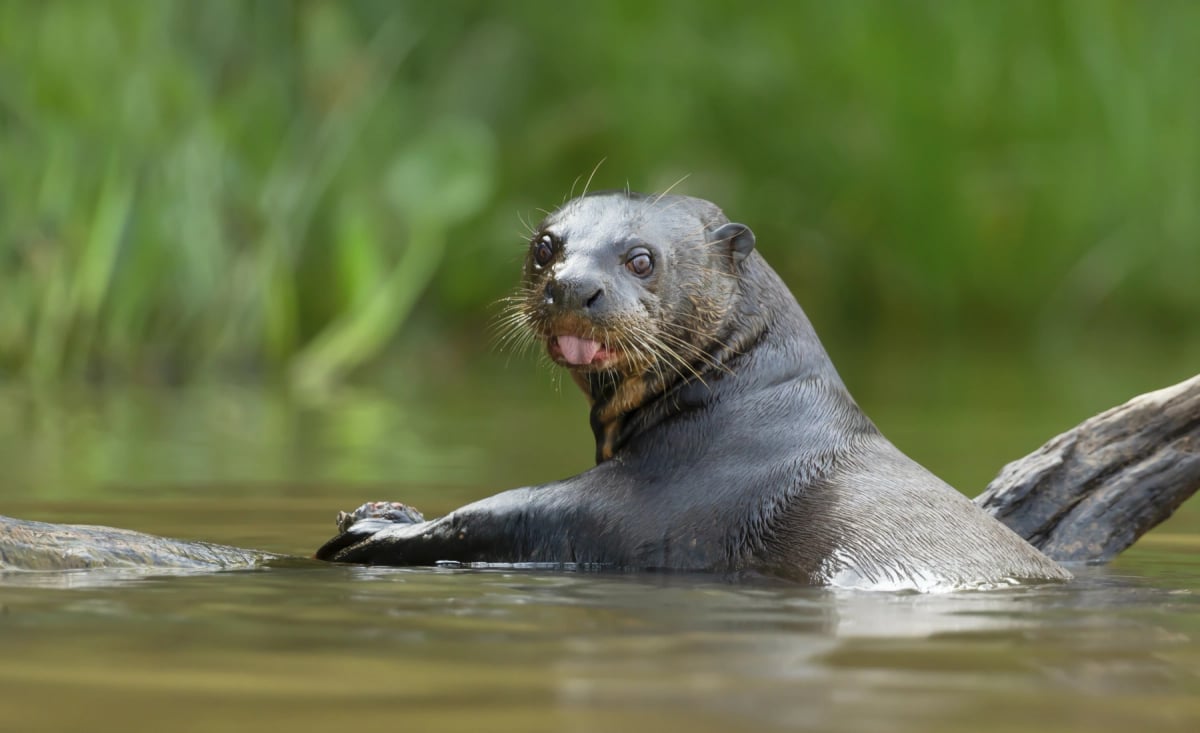 Nutria Gigante