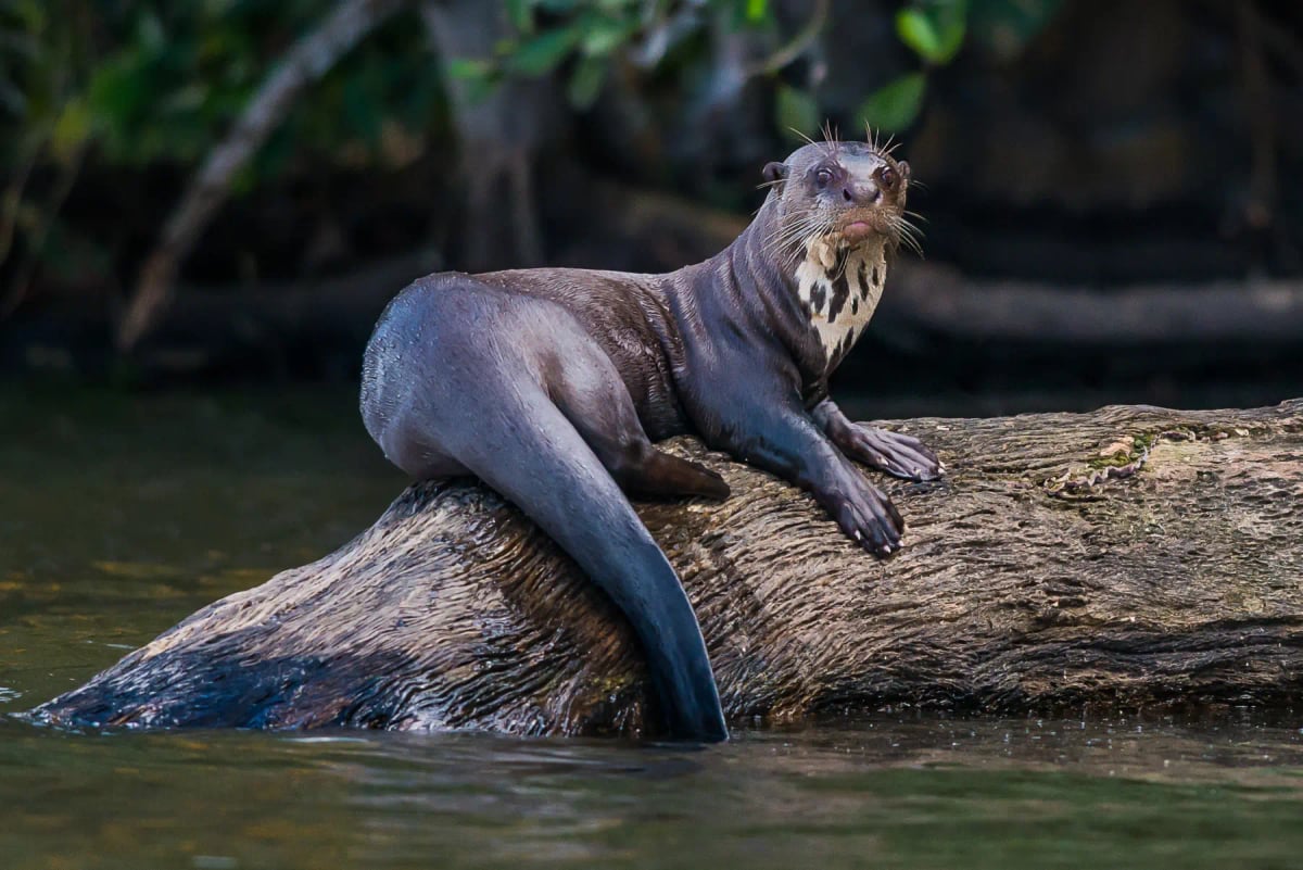 Photo by OSTILL on iStock Nutria Gigante en la naturaleza