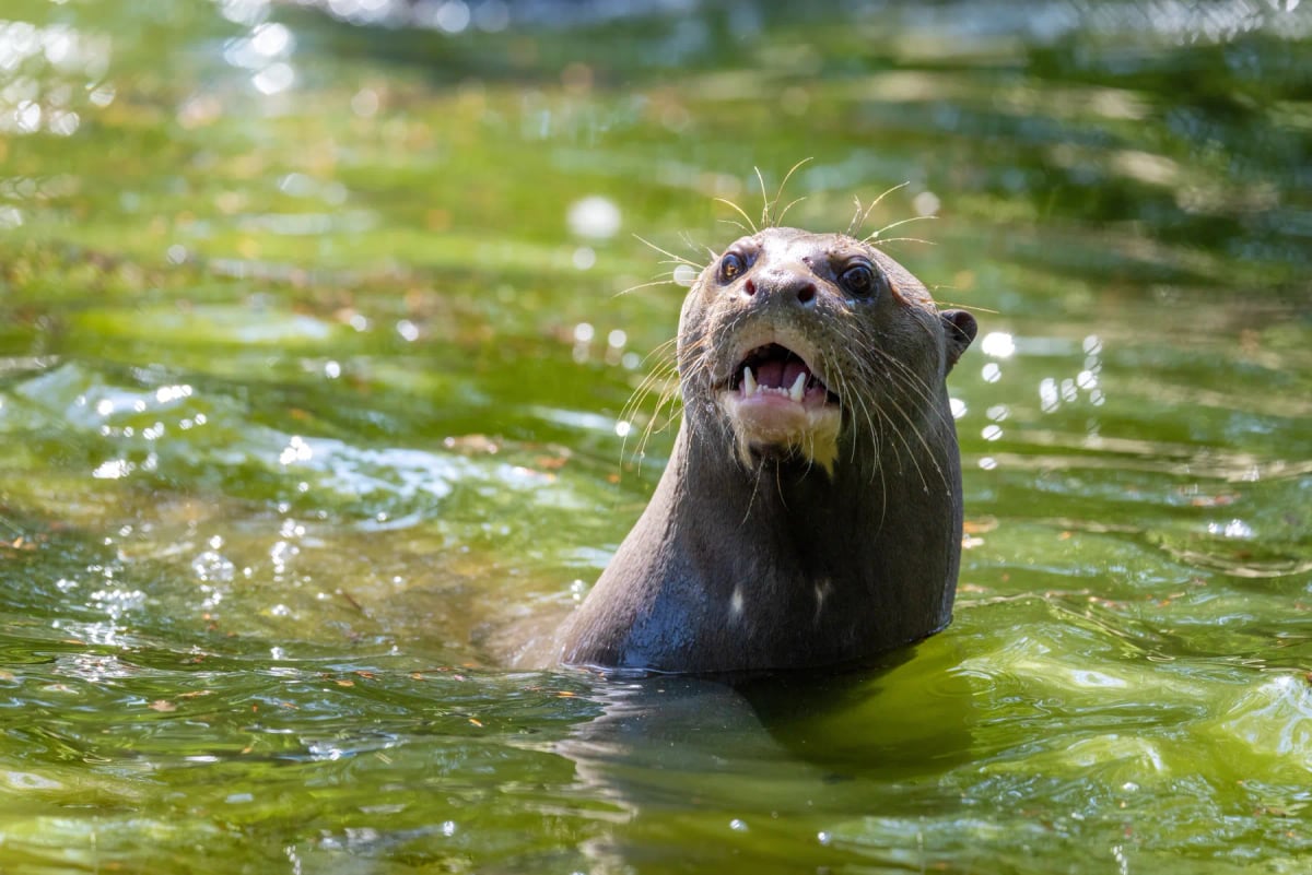 Nutria Gigante en la naturaleza