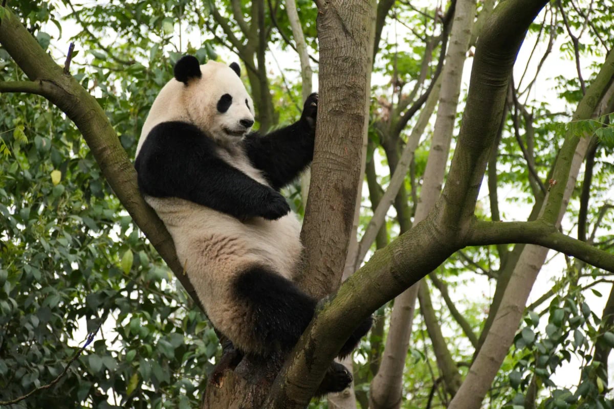 Photo by Alexander Schimmeck on Unsplash Panda Gigante en la naturaleza