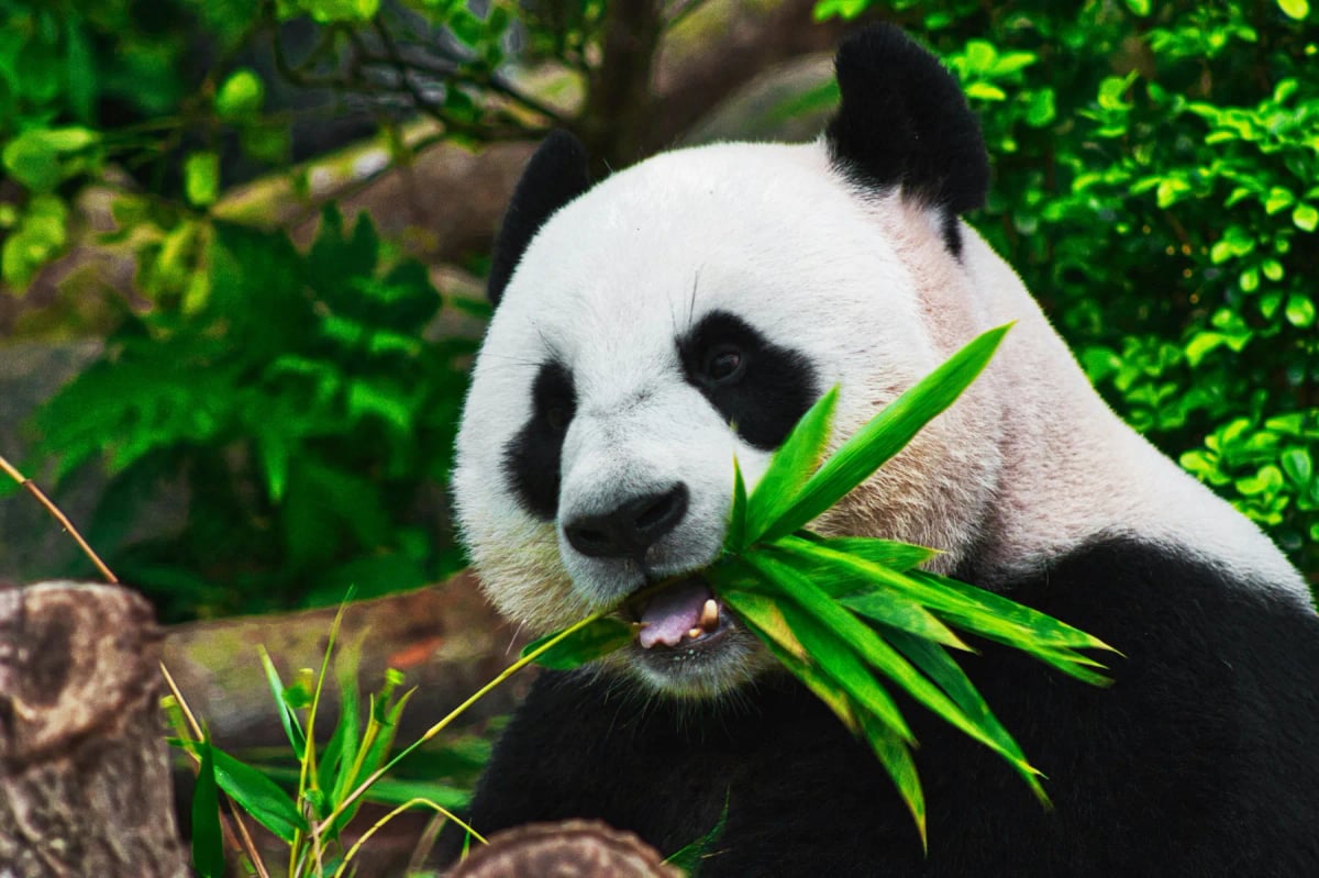 Panda Gigante en la naturaleza