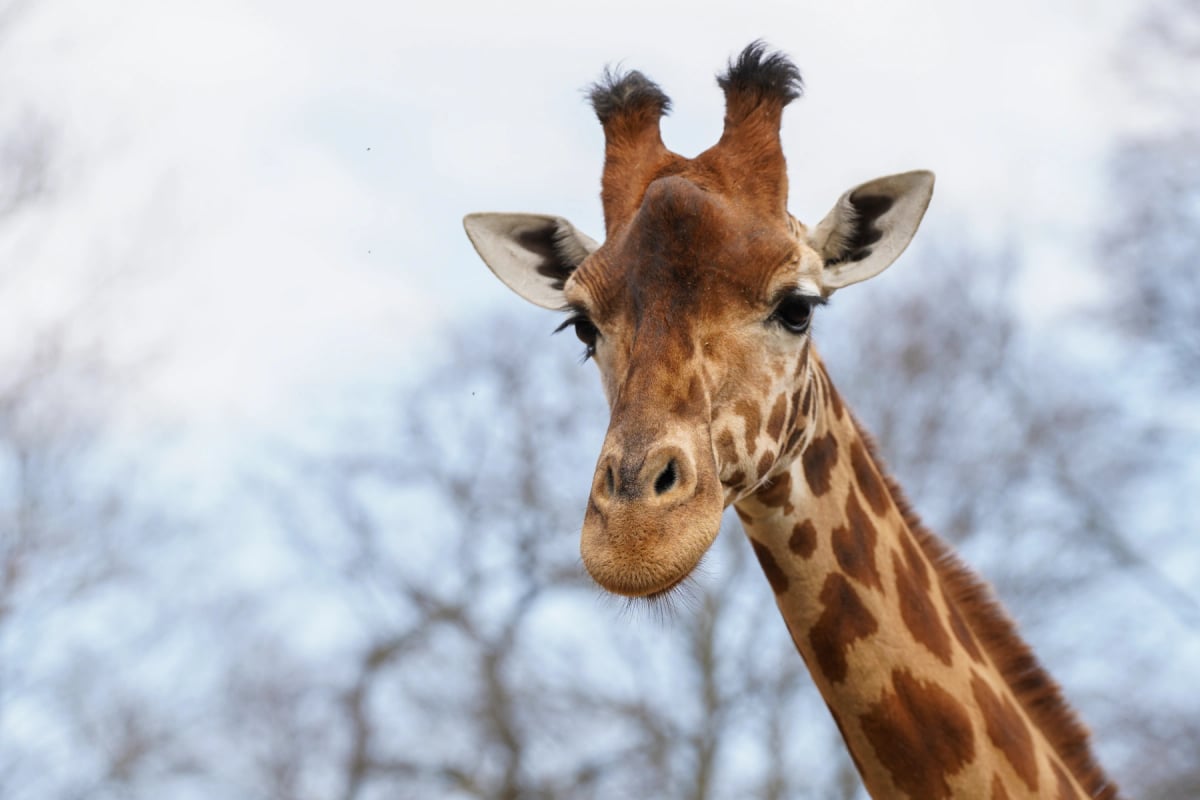 Photo by 13threephotography on iStock Jirafa en la naturaleza
