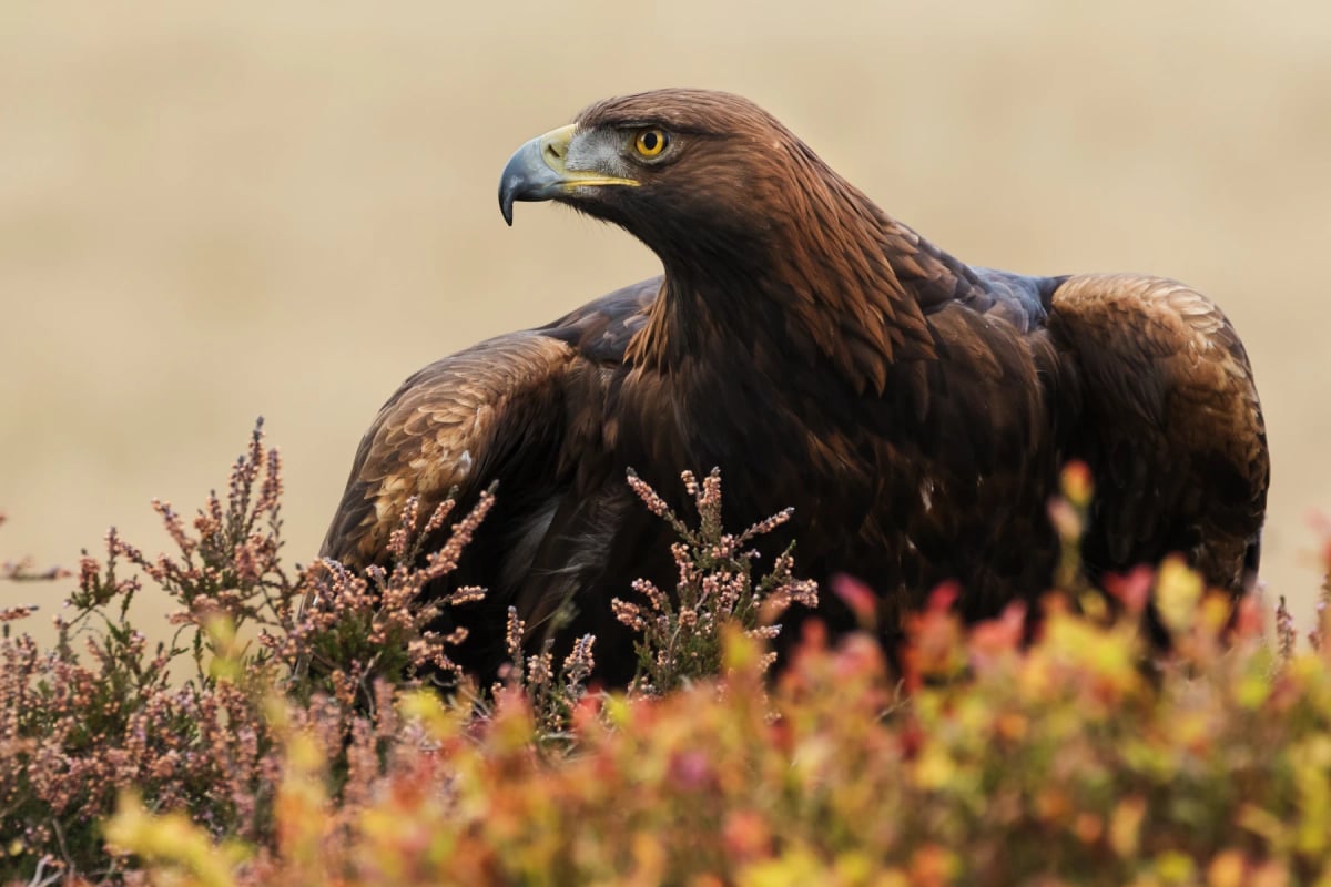 Photo by Ian Duffield on iStock Águila real en la naturaleza