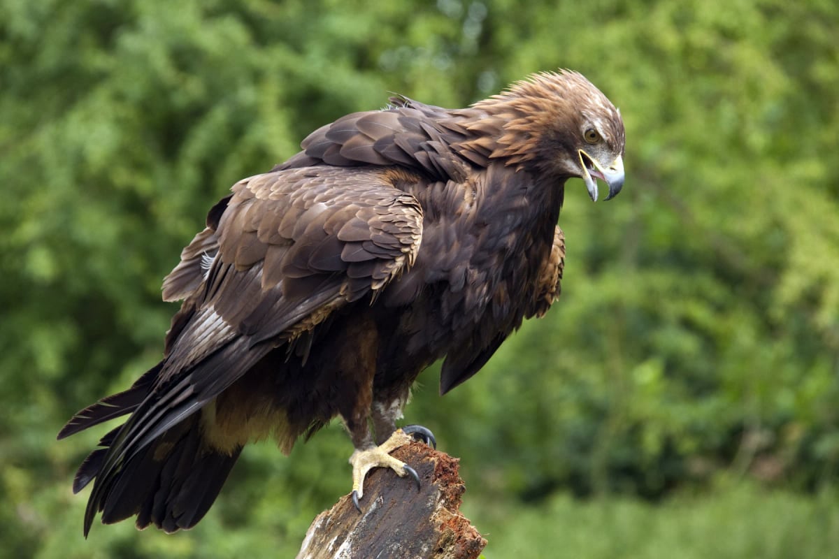 Águila real en la naturaleza
