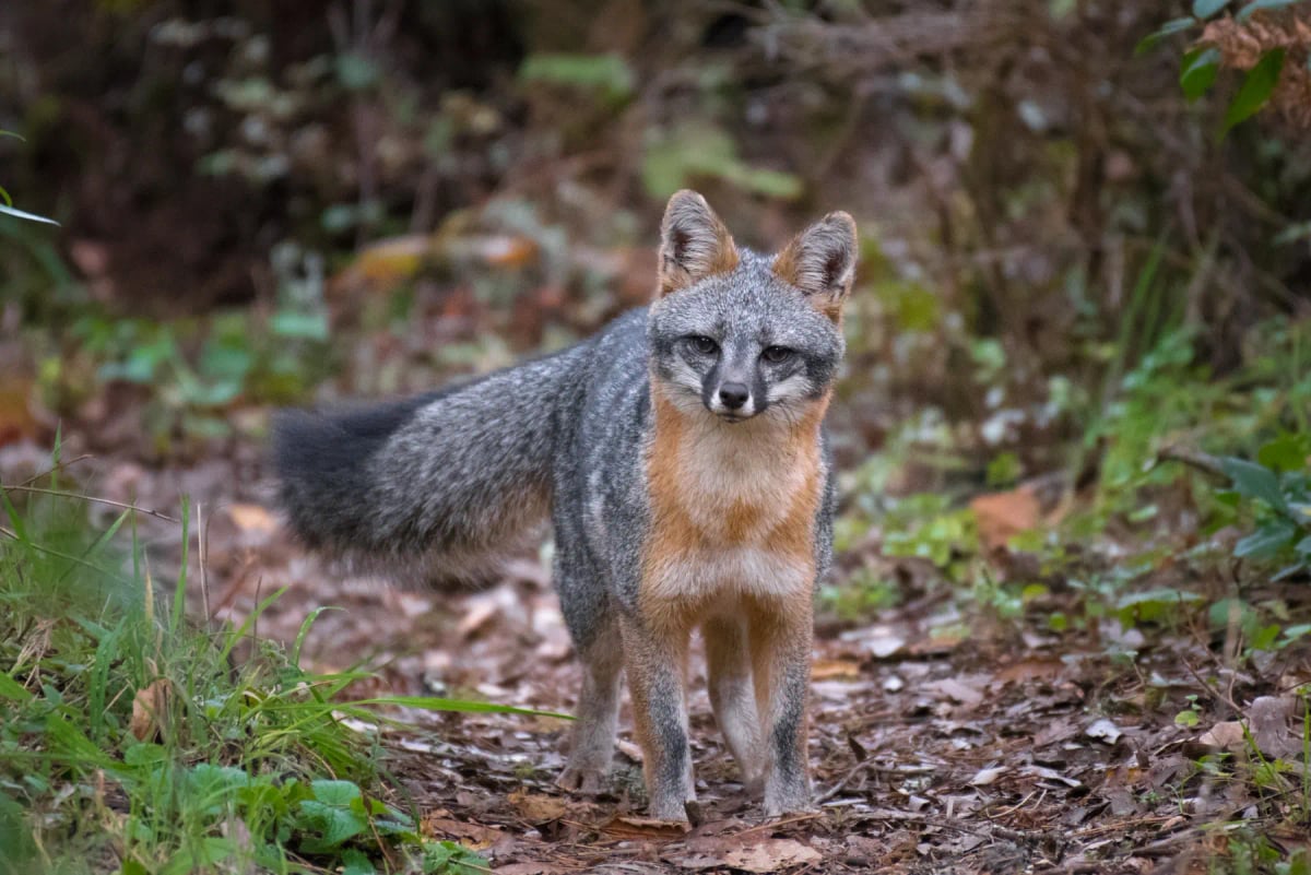 Photo by zhuclear on iStock Zorro Gris en la naturaleza