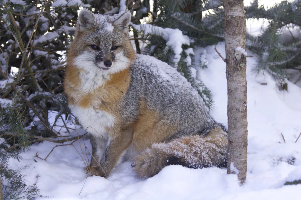 Zorro Gris en la naturaleza
