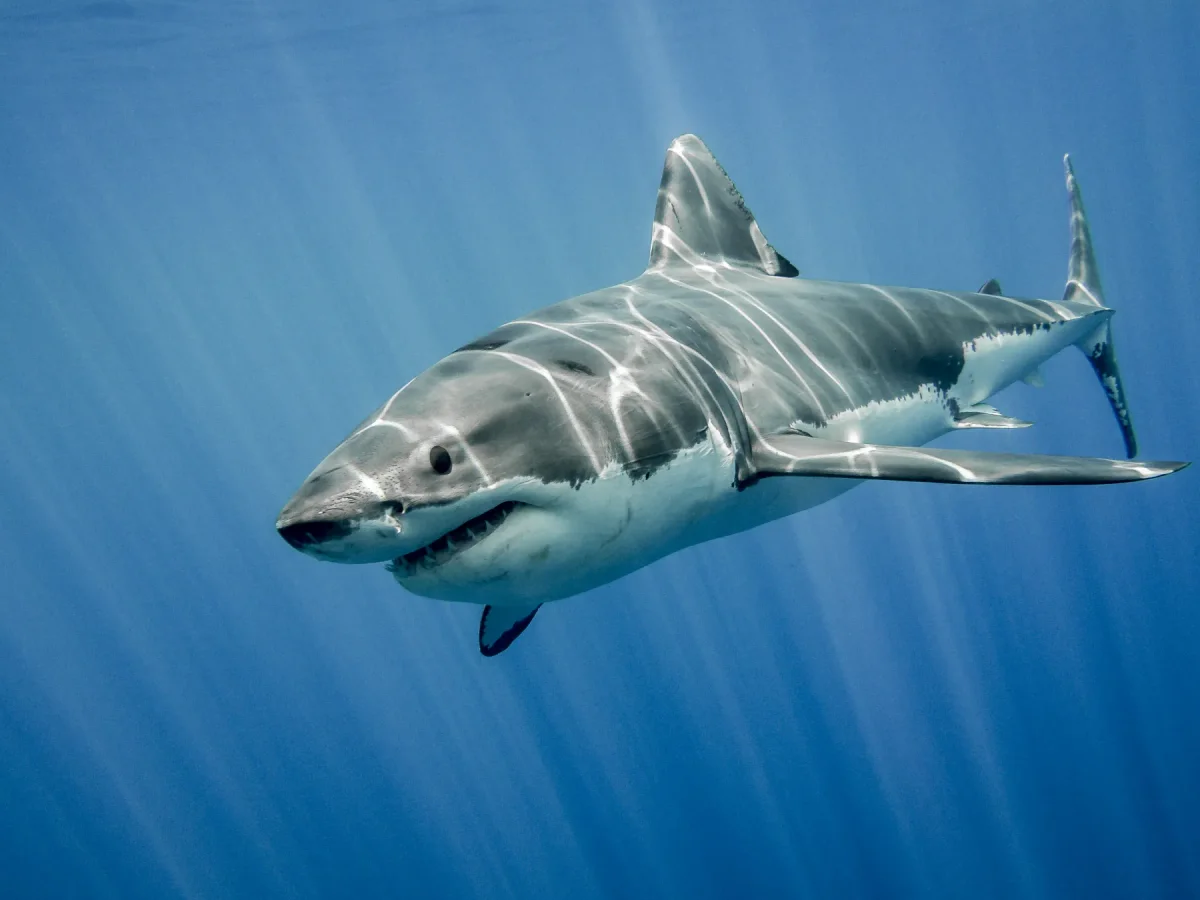 Photo by RamonCarretero on iStock Great White Shark in the wild