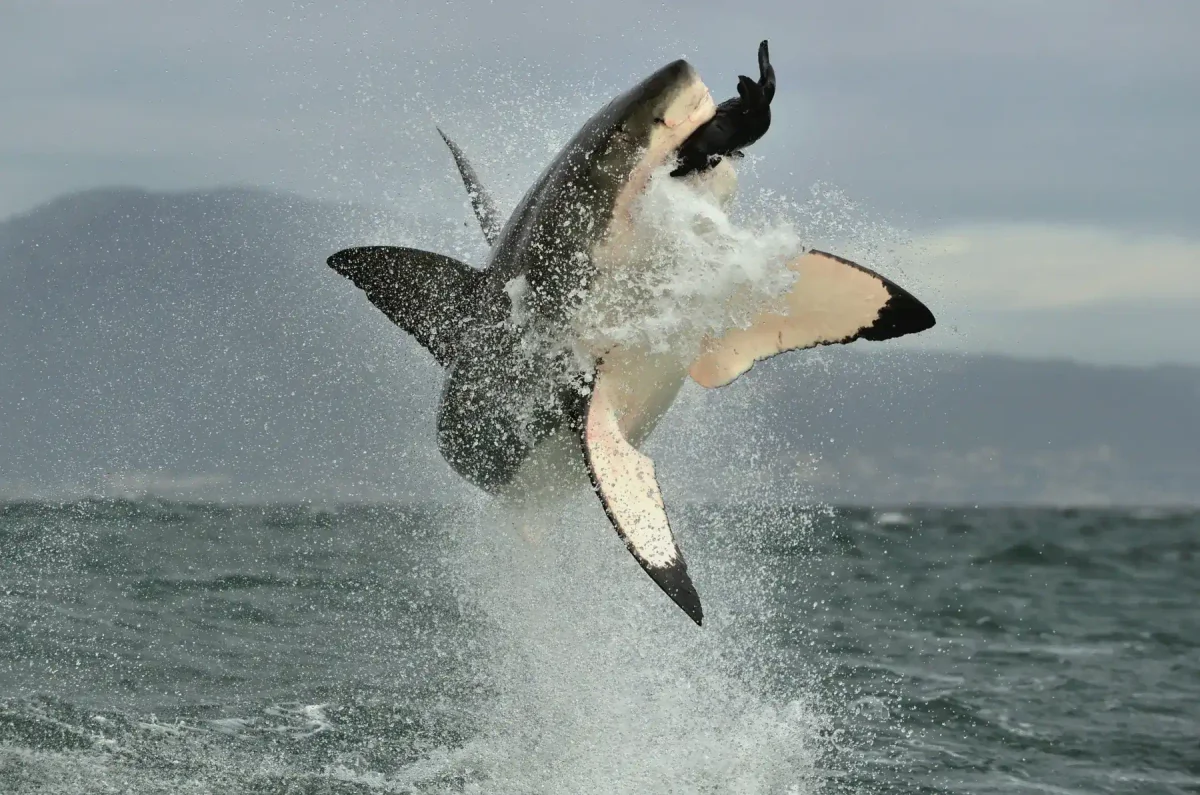 Great White Shark in the wild