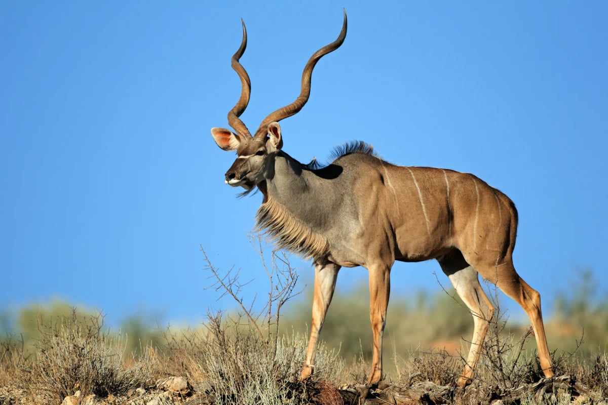 Greater Kudu
