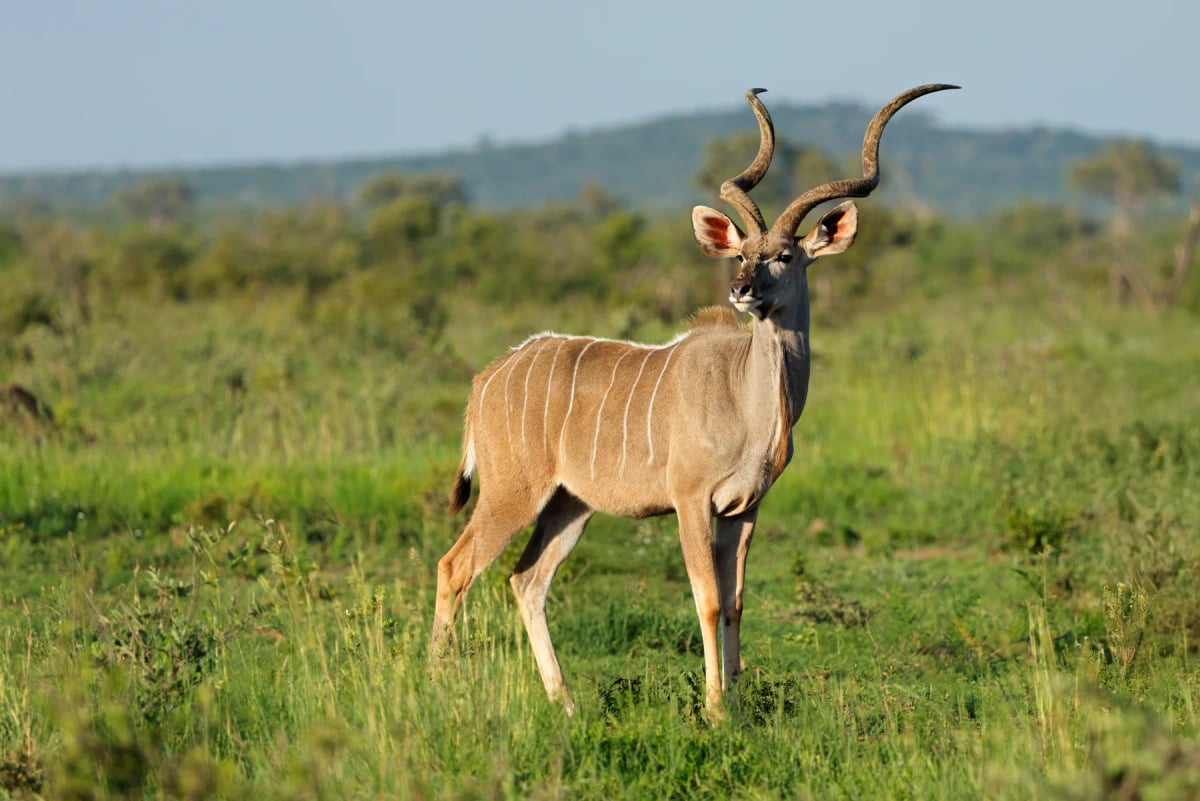 Photo by EcoPic on iStock Gran kudú en la naturaleza