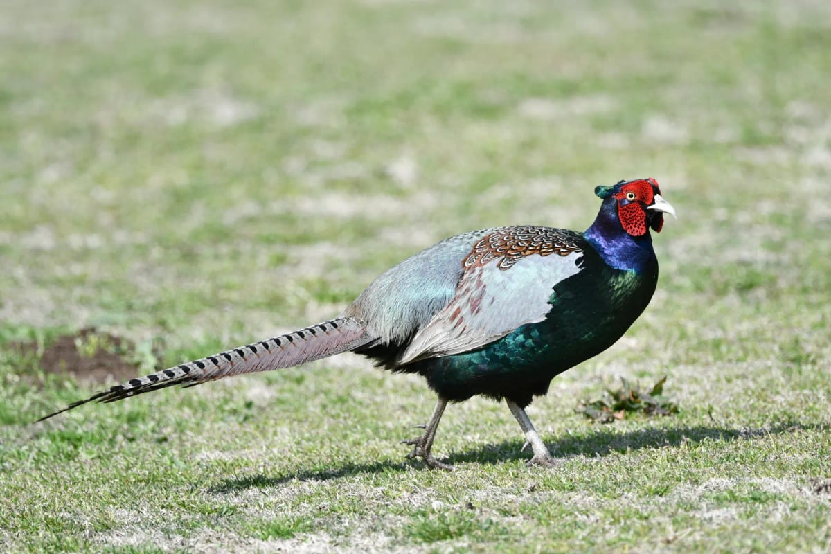 Green Pheasant