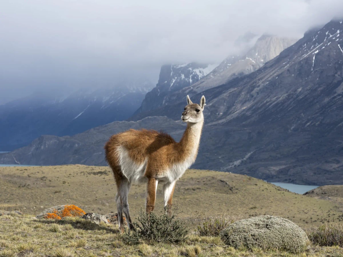 Guanaco