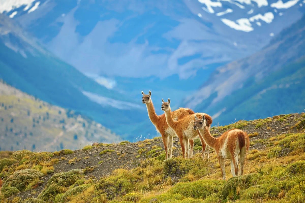 Photo by encrier on iStock Guanaco en la naturaleza