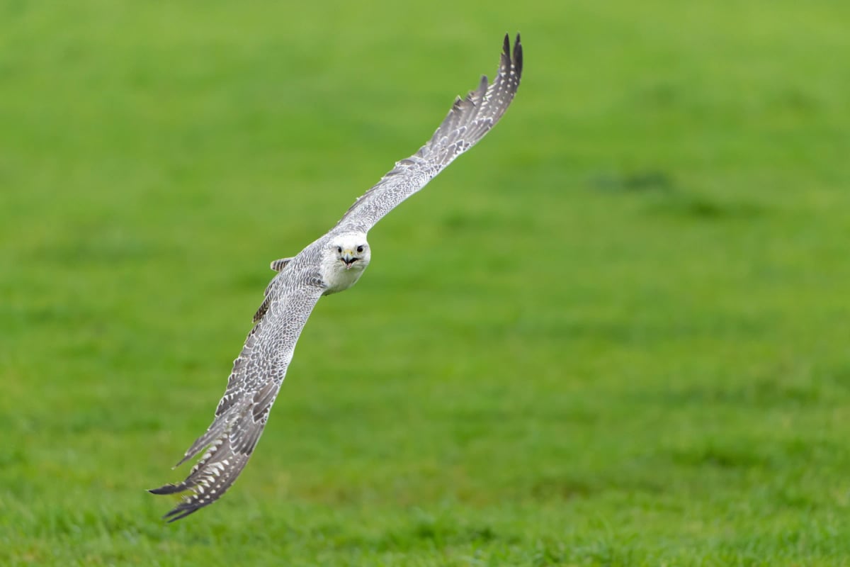 Photo by Henk Bogaard on iStock Gerifalte en la naturaleza