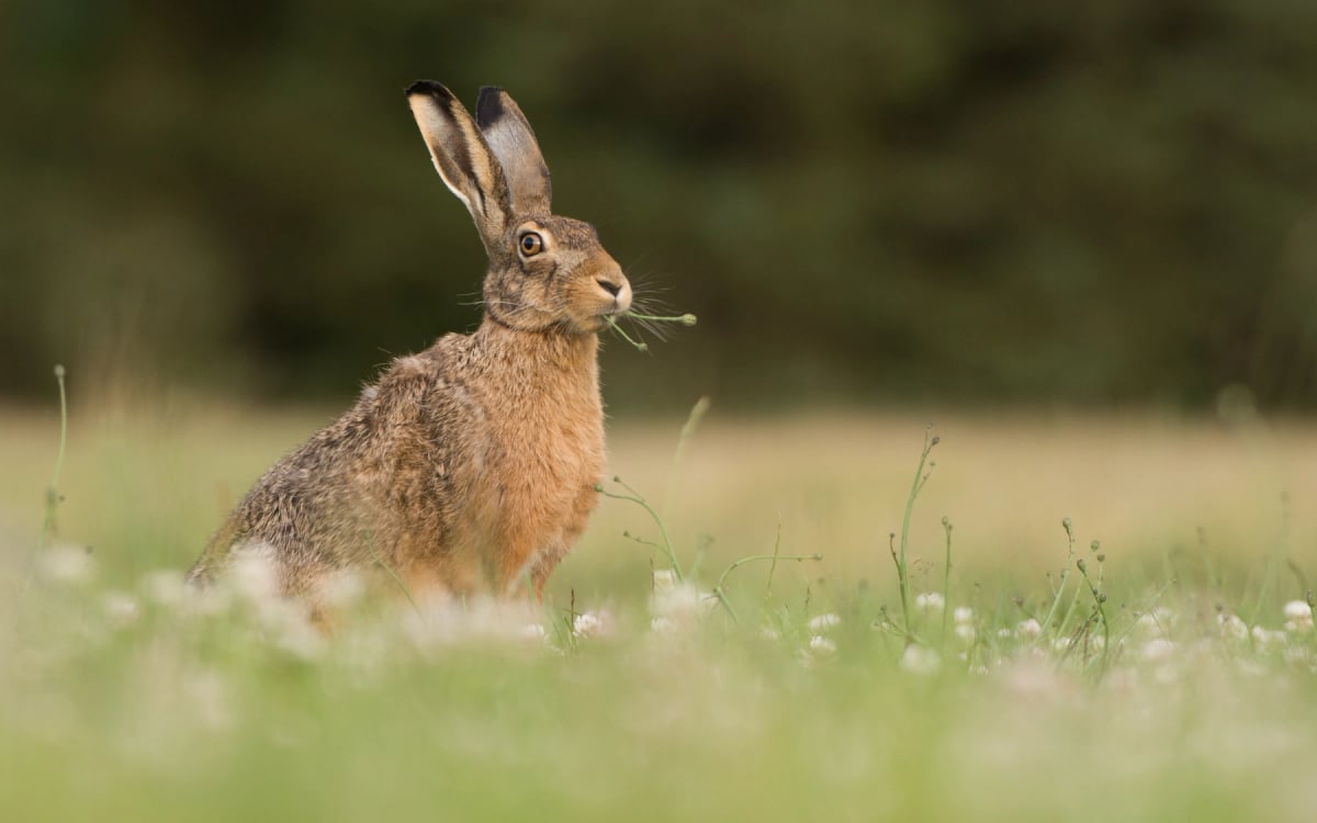 Photo by Wouter Marck on iStock Liebre en la naturaleza