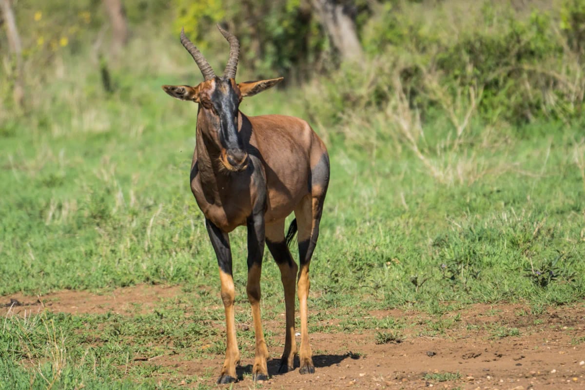 Photo by Nadine Wagner on iStock Hartebeest en la naturaleza