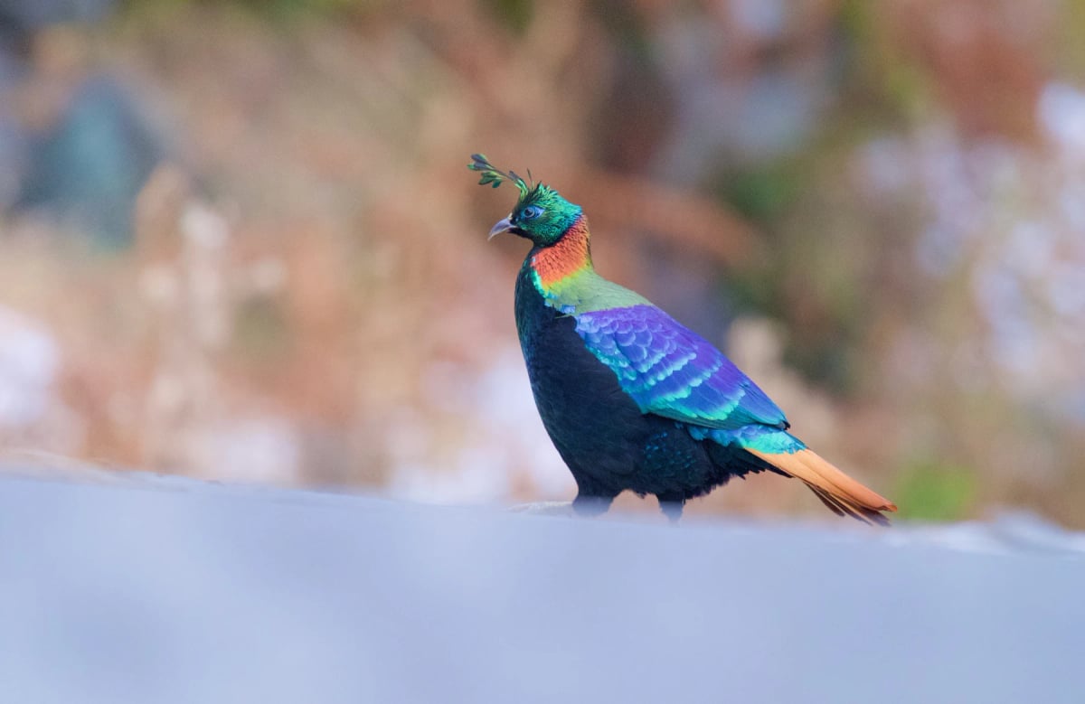 Photo by Ranzi Photography on iStock Monal Del Himalaya en la naturaleza