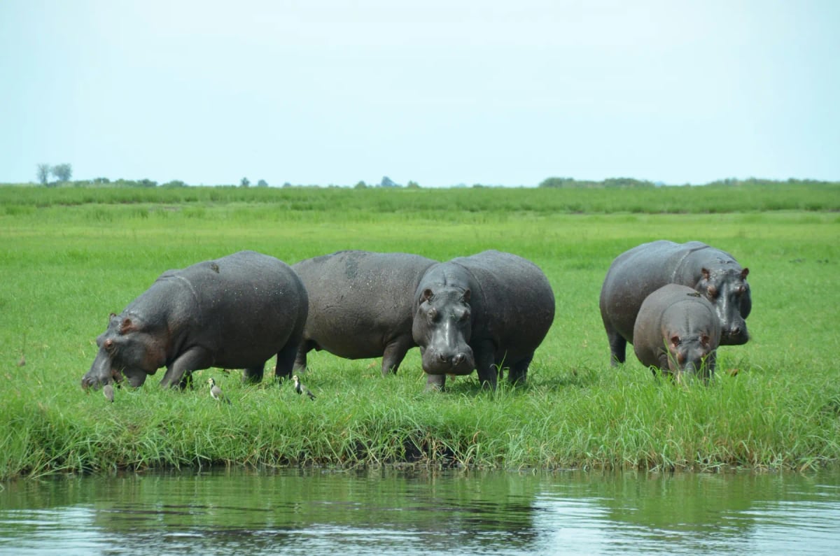 Photo by Hal Cooks on Unsplash Hippopotamus in the wild