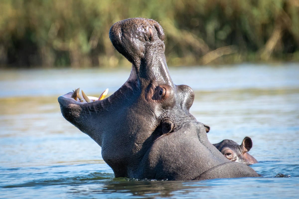 Hippopotamus in the wild