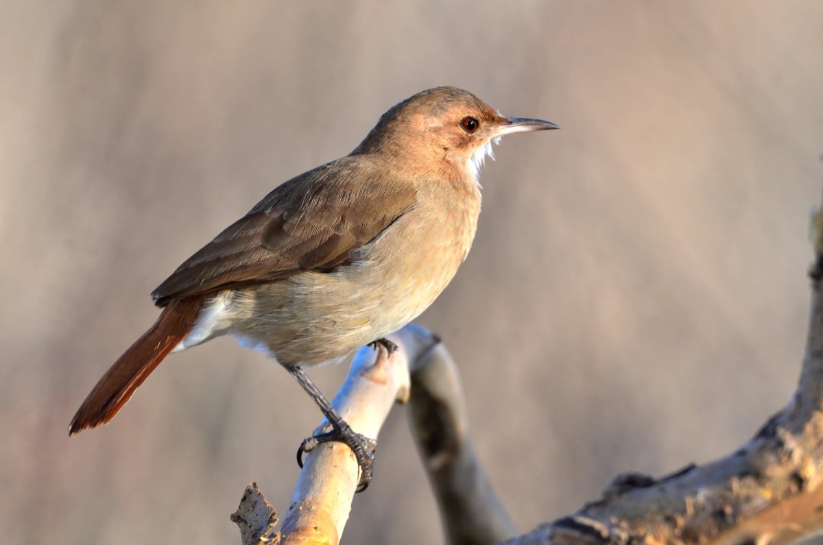 Photo by fernando fernandez on iStock Hornero in the wild