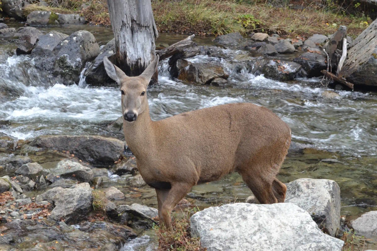 Photo by Francisco Soler on iStock Huemul in the wild