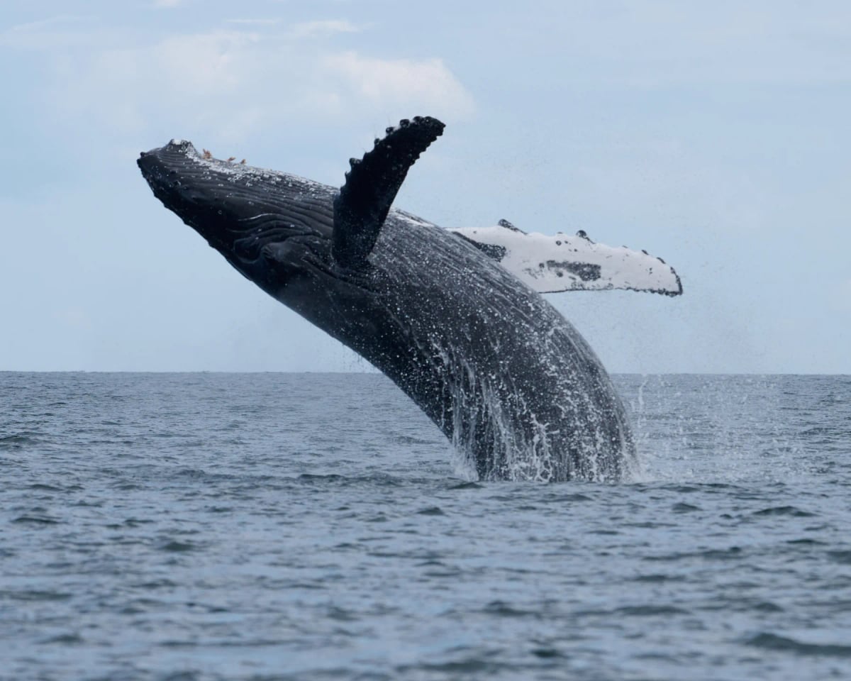 Photo by Sabrina Pervez on iStock Humpback Whale in the wild