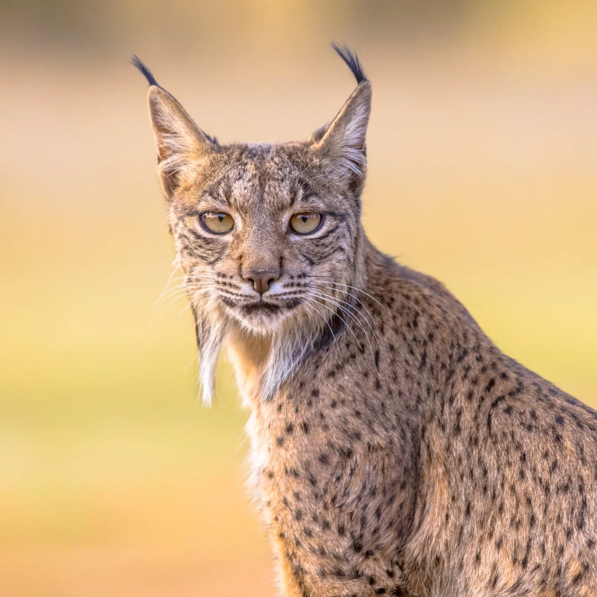 Photo by CreativeNature_nl on iStock Lince ibérico en la naturaleza