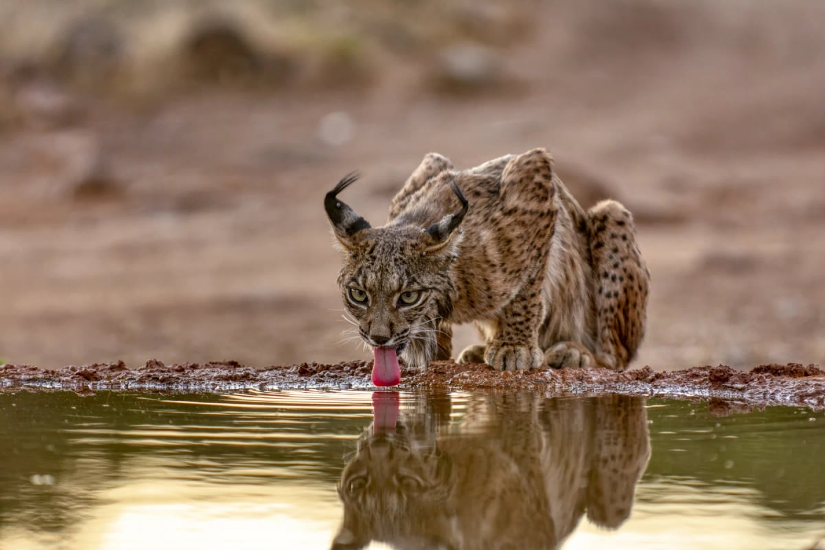 Lince ibérico en la naturaleza