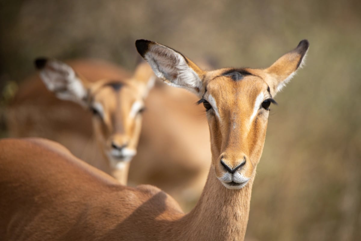 Photo by Clinton Austin on iStock Impala in the wild