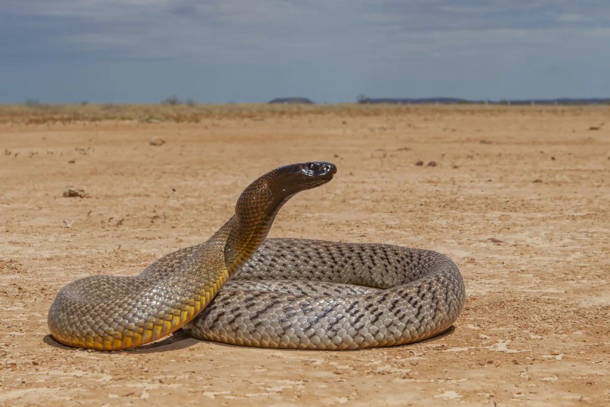 Inland Taipan