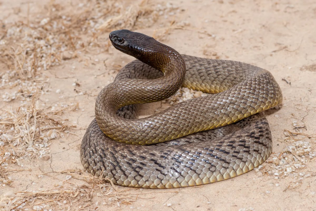 Photo by Ken Griffiths on iStock Inland Taipan in the wild