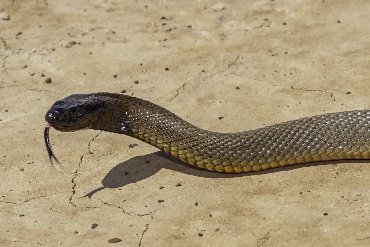 Inland Taipan in the wild