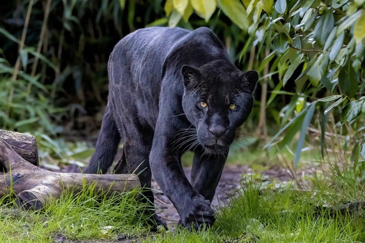 Photo by Adrian Dockerty on iStock Jaguar en la naturaleza