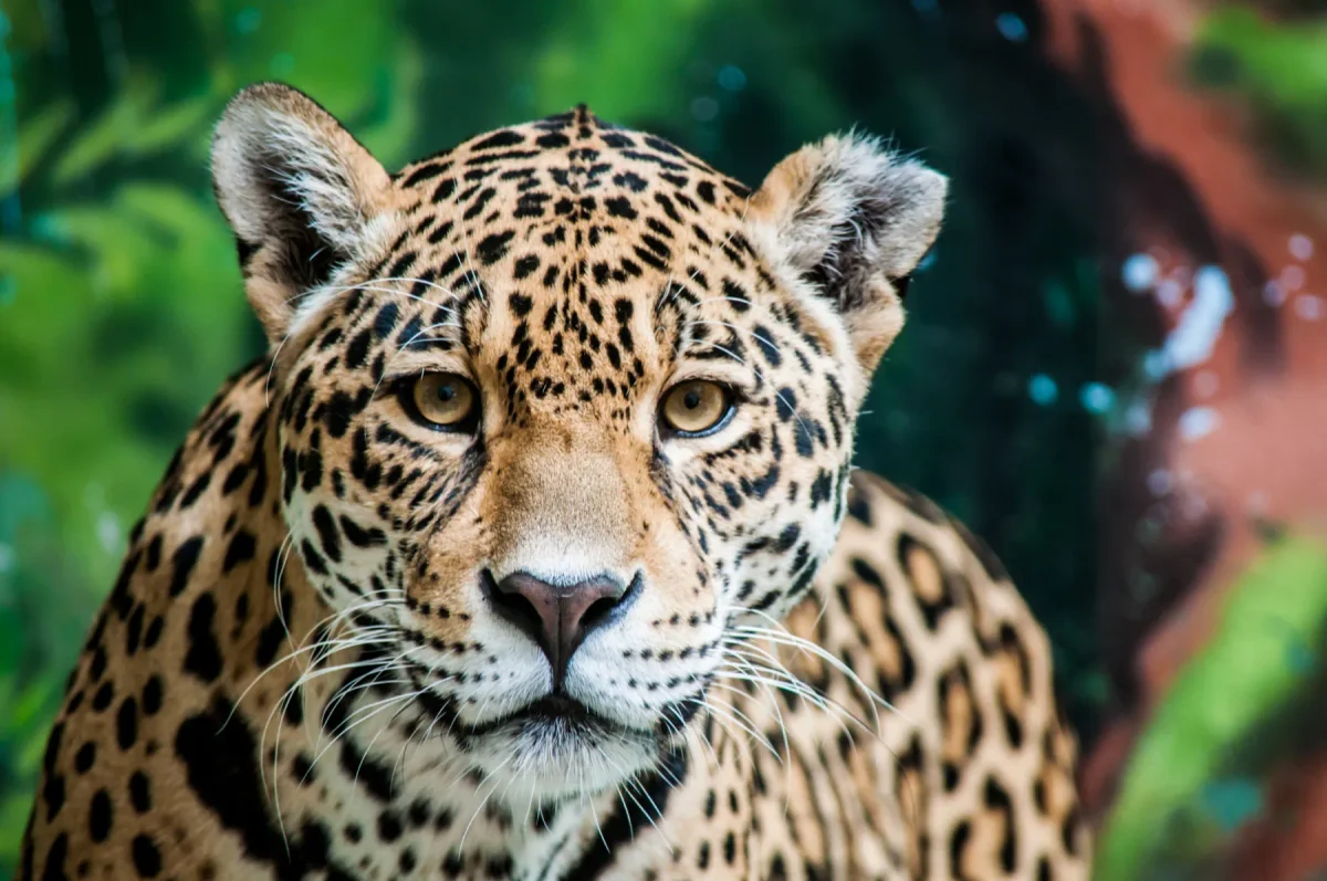 Jaguar en la naturaleza