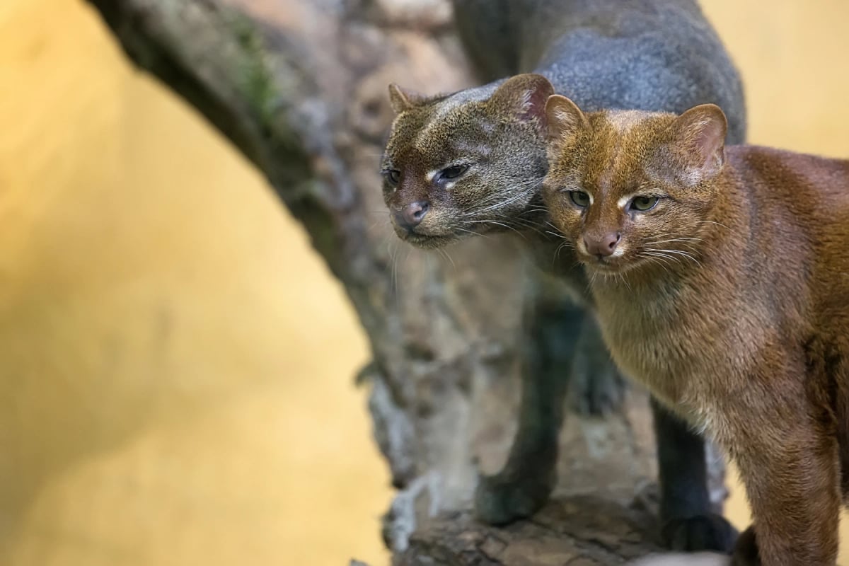 Photo by Johan10 on iStock Jaguarundi en la naturaleza