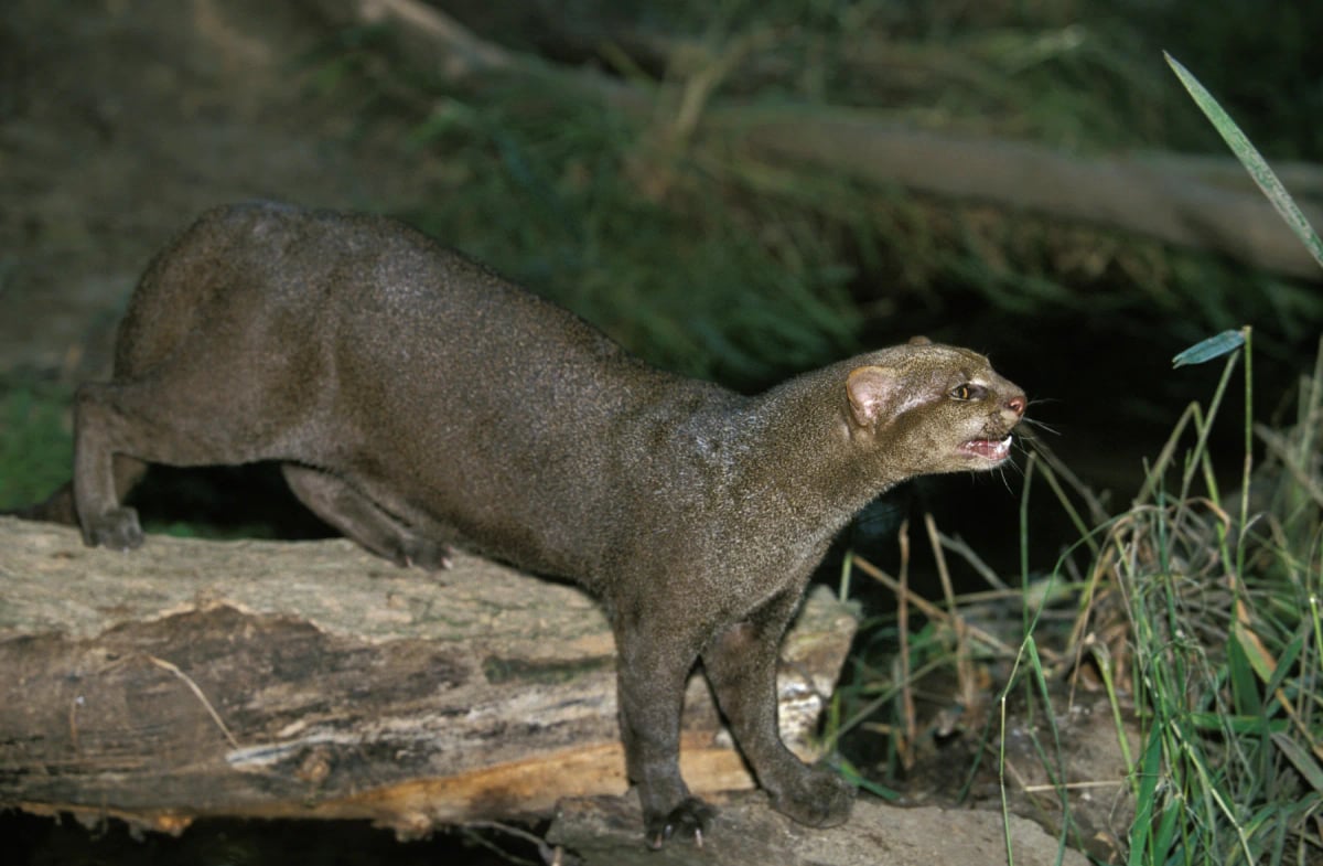 Jaguarundi en la naturaleza