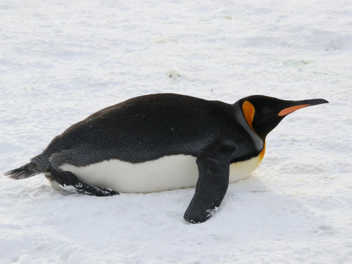 Photo by Ehud Kauf on iStock Pingüino rey en la naturaleza