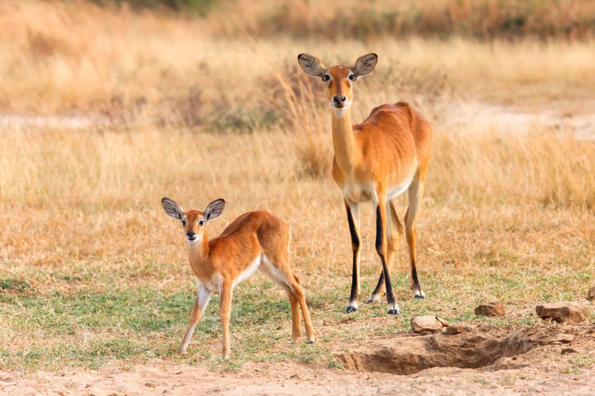 Photo by DarthArt on iStock Kob en la naturaleza