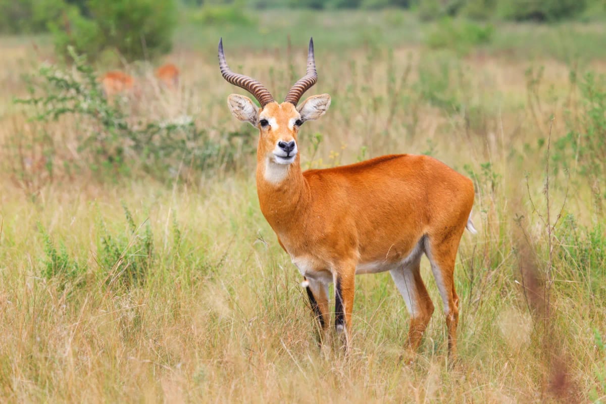 Kob en la naturaleza