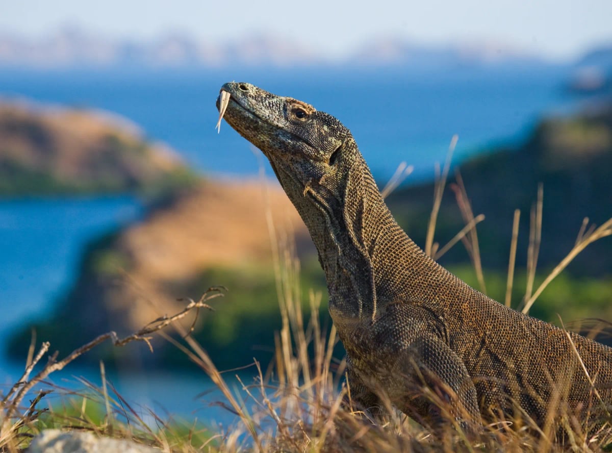 Photo by ANDREYGUDKOV on iStock Dragón de Komodo en la naturaleza