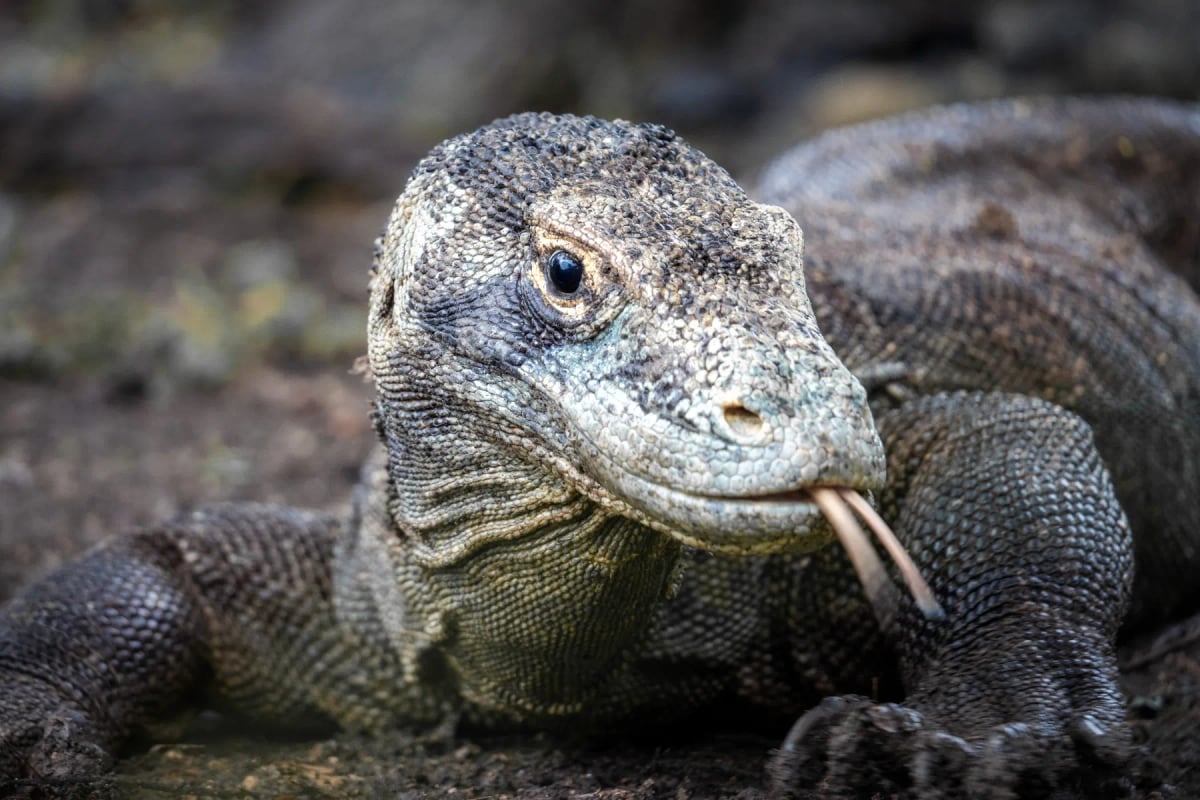 Dragón de Komodo en la naturaleza