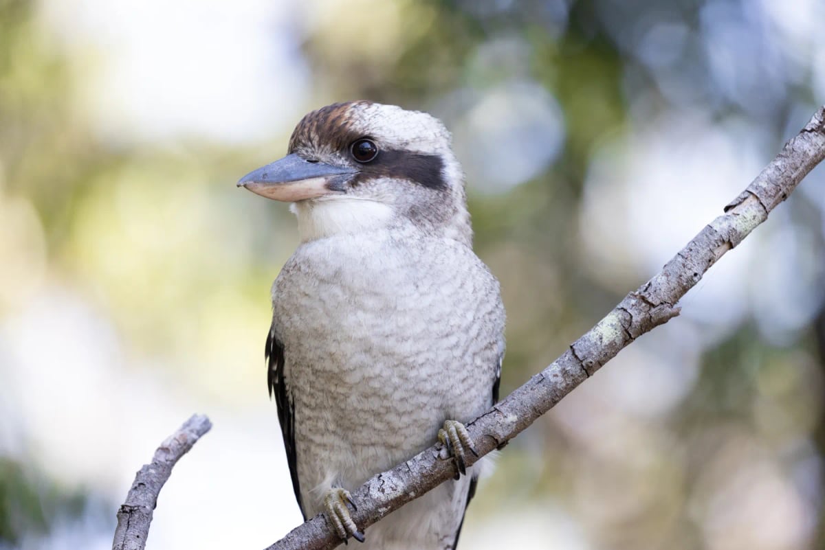 Cucaburra
