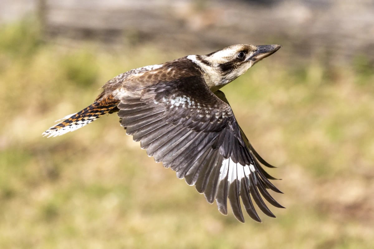 Photo by Ken Griffiths on iStock Cucaburra en la naturaleza