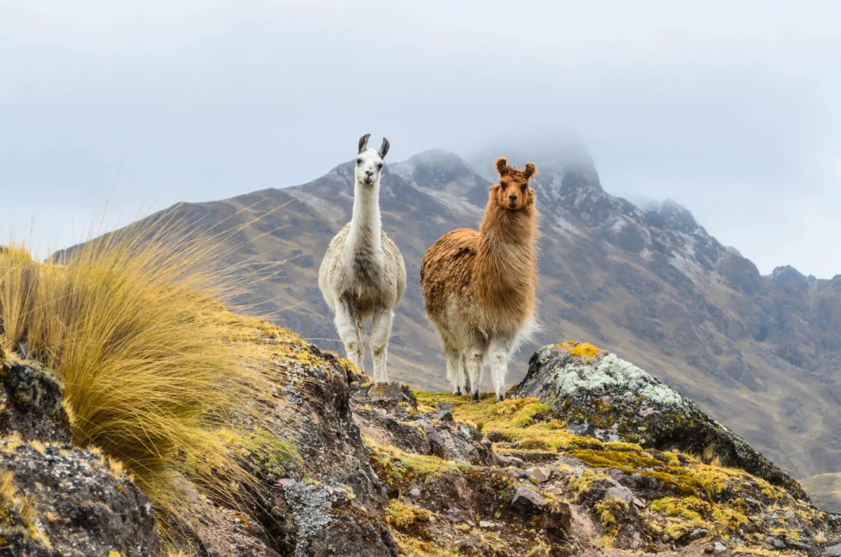 Photo by danicachang on iStock Llama en la naturaleza