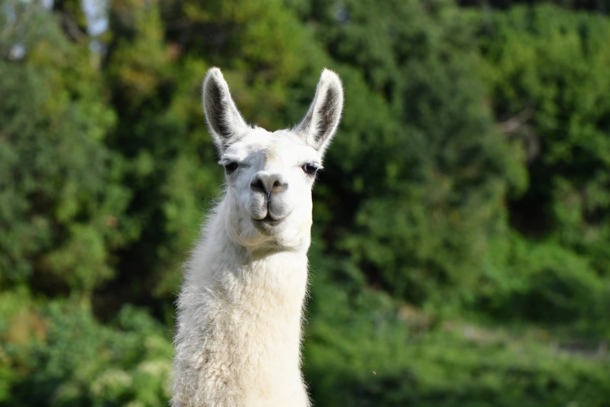 Llama en la naturaleza