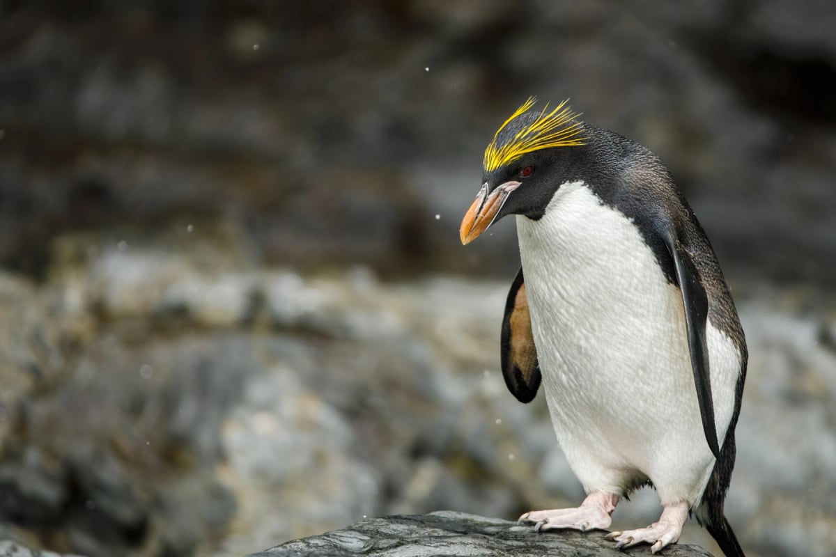 Pingüino macaroni