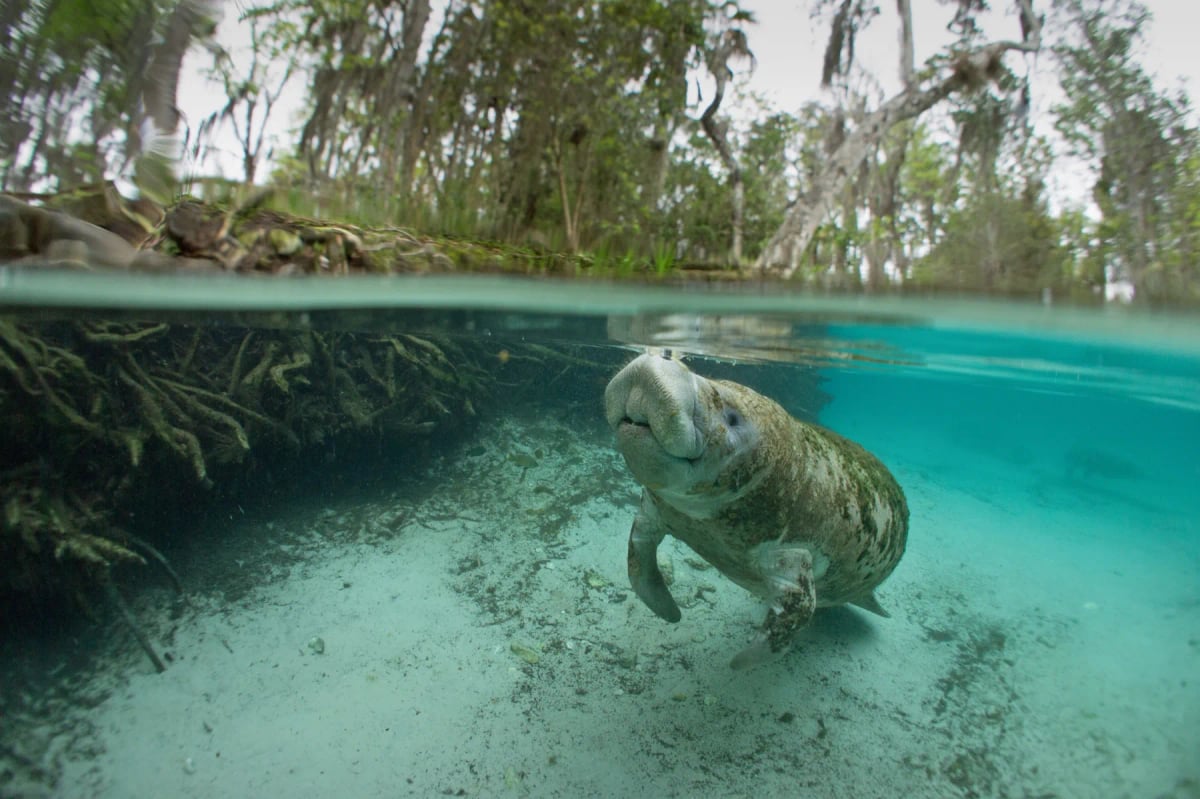 Photo by tobiasfrei on iStock Manatee in the wild