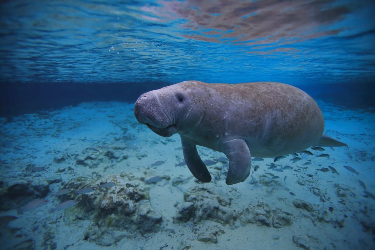 Manatee in the wild
