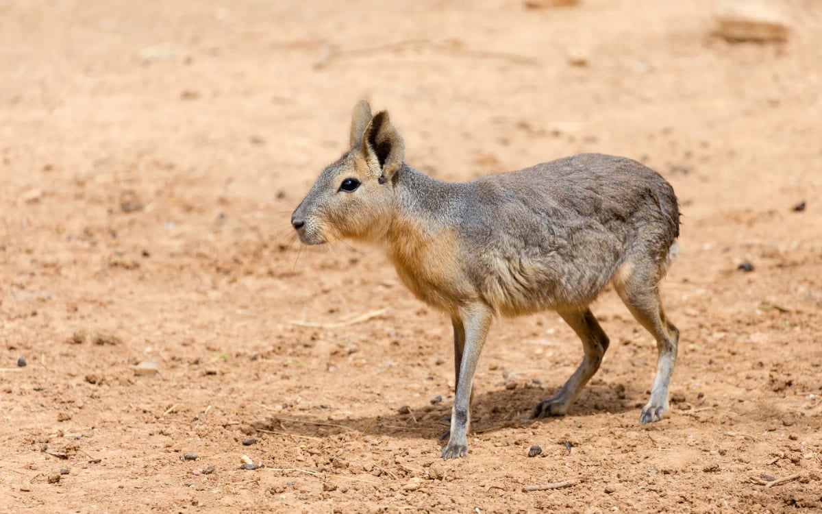 Photo by Lefteris_ on iStock Mara in the wild